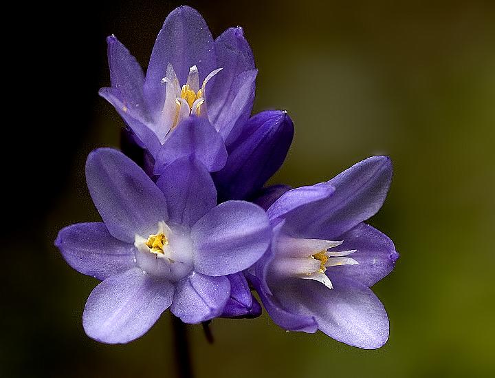 Blue Dicks, Dichlostemma capitatum.jpg